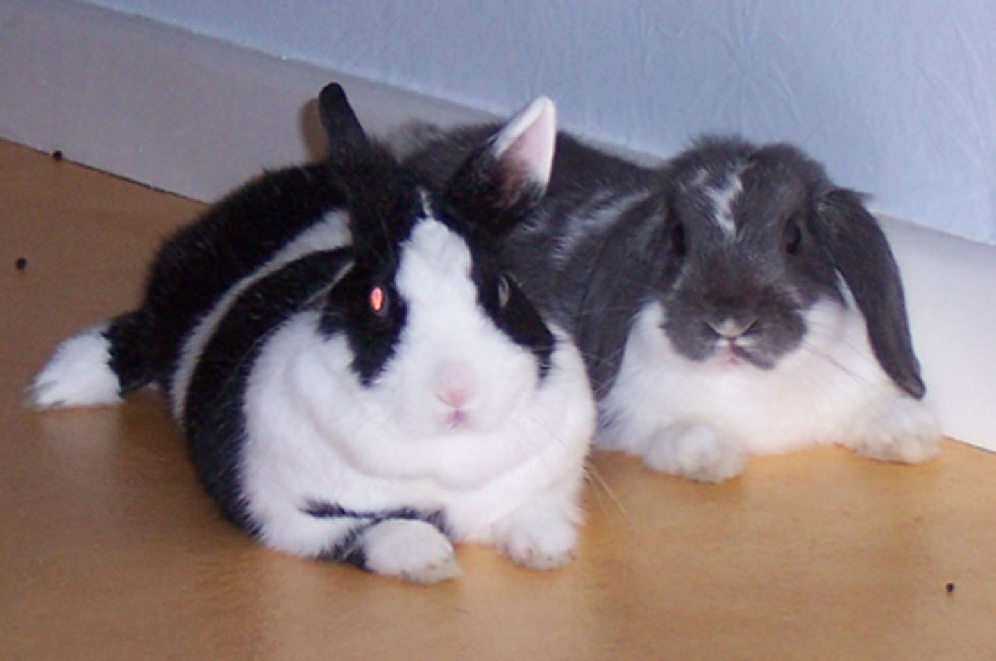 joske_en_juulleke2.jpg joske_en_juulleke2.jpg